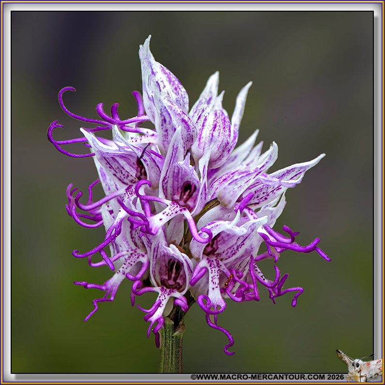 Orchis Singe